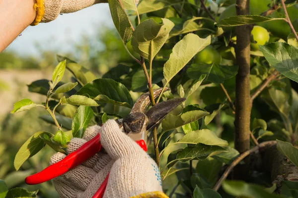 Gardener cuts branches of tree