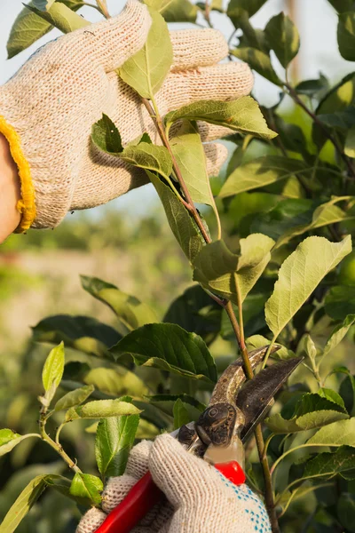 Gardener cuts branches of tree — Stock Photo, Image