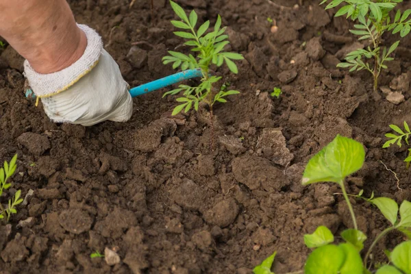 Human hand cultivating plants — Stock Photo, Image