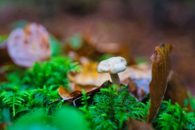 Sonbahar ormanında yosun üzerinde küçük yaban mantarı.