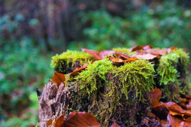 Sonbahar yapraklarıyla yosun kaplı orman kütüğü.