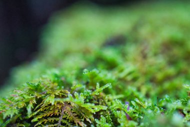 Sonbahar yapraklarıyla yosun kaplı orman kütüğü.