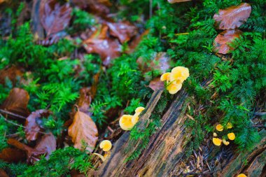Sonbahar ormanında yosun üzerinde küçük yaban mantarı.