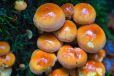 Ormanda yetişen portakal mantarı kümesi.