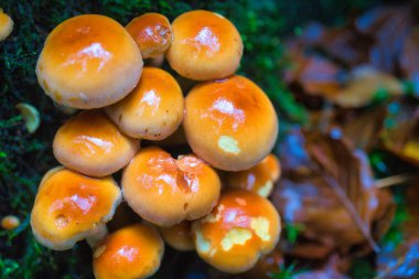 Ormanda yetişen portakal mantarı kümesi.