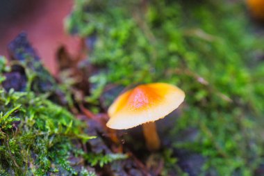 Ormanda yetişen portakal mantarı kümesi.