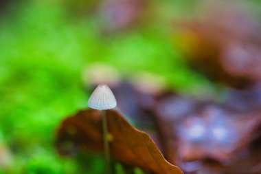Rutubetli bir ormanda küçük mantar ve yosun üzerinde sümüklü böcek..