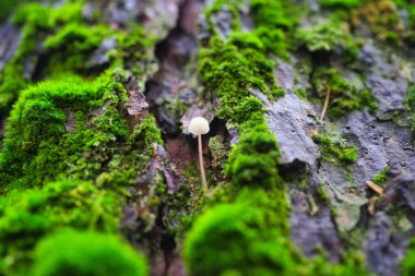 Rutubetli bir ormanda küçük mantar ve yosun üzerinde sümüklü böcek..