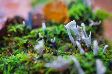 Ormandaki ağaç kütüğünde yetişen altın mantarlar..