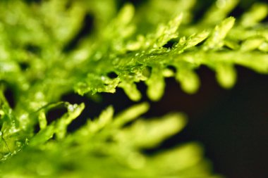 Macro photograph of bright green moss leaves with soft focus and natural light highlighting their vivid texture.