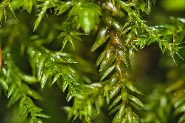 Keskin yaprak detayları ve doğal ışık deseni ve nemi vurgulayan yemyeşil yosunların Macro fotoğrafı.