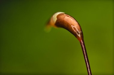 Kahverengi yosun kapsülünün pürüzsüz kıvrımlı Macro fotoğrafı.