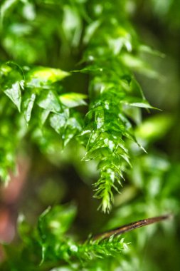Keskin detaylar ve yumuşak doğal aydınlatma ile taze yeşil yosun yapraklarının Macro fotoğrafı.