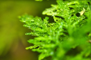 Yumuşak doğal ışık altında ince yaprak yapıları olan canlı yeşil yosunların makro fotoğrafı..