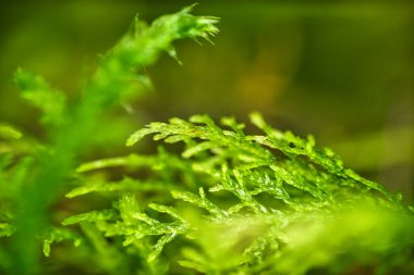 Macro photograph of bright green moss with delicate leaf structures in soft natural light.