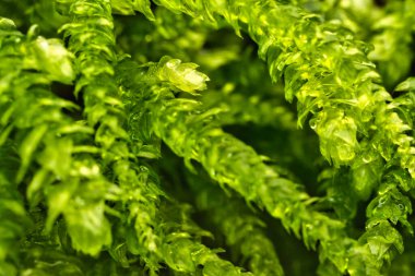 Macro photograph of vibrant green moss with translucent textures and fine leaf details.