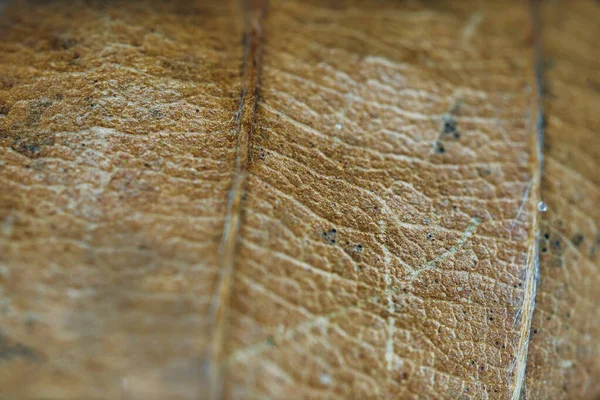 Kuru kahverengi bir yaprağın makro fotoğrafı detaylı doku, damar ve doğal yüzey şekillerini gösteriyor..
