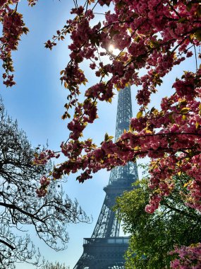 Paris 'te güneşli bir günde Eyfel Kulesi' ni çerçeveleyen kiraz çiçekleri.