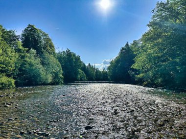Berrak bir dağ nehrindeki balık avlama sahnesi mavi bir bahar gökyüzünün altında yemyeşil ağaçlarla çevrili..