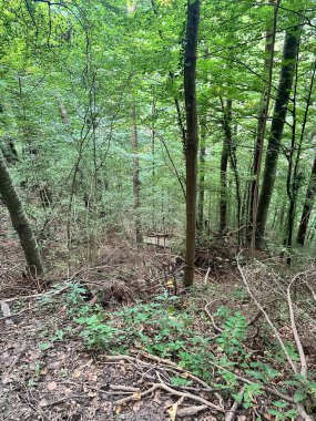 Bir yaz günü yemyeşil yapraklı yoğun bir orman..