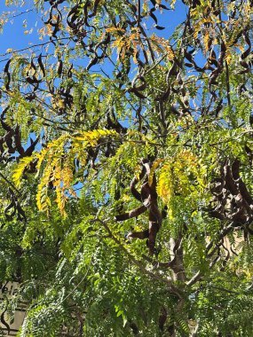 Renkli binaları, palmiye ağaçları ve parlak mavi gökyüzünün altında boyalı bir otobüsü olan güneşli şehir caddesi..