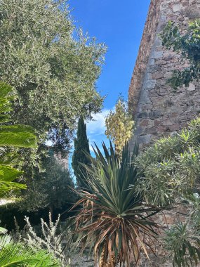 Cannes 'da açık mavi gökyüzünün altında çiçek açan begonviller ve pastel binalarla büyüleyici bir sokak köşesi..