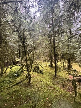 Yoğun yeşil orman yosunlarla kaplı. Mistik ve nemli bir atmosfer yaratarak peri masalı manzarasını anımsatıyor..
