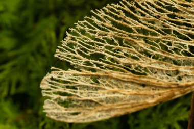 Görünür damarları olan narin bir yaprak iskeletinin makro görüntüsü.