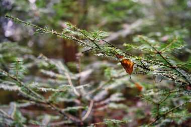 Ormanda tek bir yaprak ve iğneli Evergreen ağaç dalı.