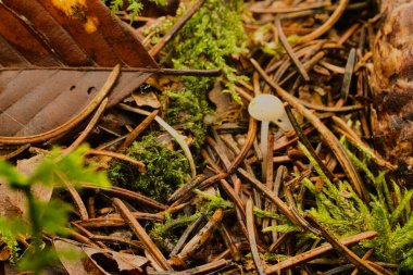 Küçük beyaz mantarlar orman zemininde çam iğneleri ve yosunlar arasında büyüyor..