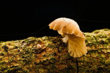 Yosunlu ağaç dalında yetişen küçük vahşi mantarların makro yakın çekimi, doğal orman detayı..