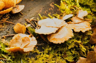 Yeşil yosun ve çam iğneleri üzerinde doğal ışıkta yetişen vahşi orman mantarları..