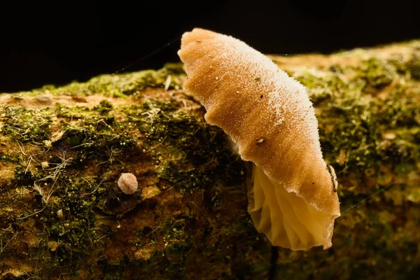 Yosunlu ağaç dalında yetişen küçük vahşi mantarların makro yakın çekimi, doğal orman detayı..