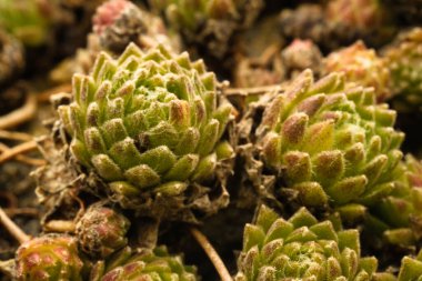 Kuru zeminde yetişen yeşil sulu bitkiler.