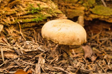 Ormanda kahverengi mantar şapkası makrosu