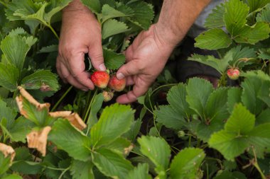 Yaz aylarında bir bahçe bakım