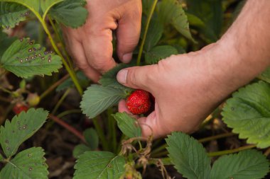 Yaz aylarında bir bahçe bakım