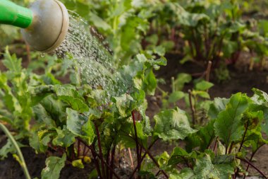 Yaz aylarında bir bahçe bakım