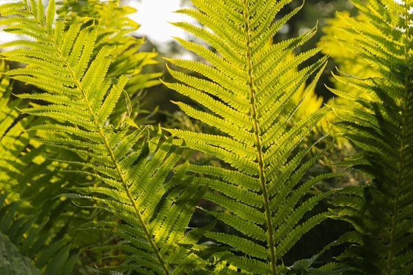 Cura di un giardino in estate — Foto Stock