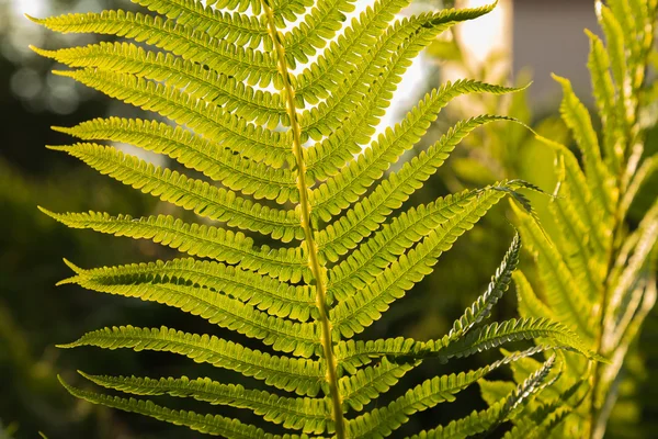 Entretien d'un jardin en été — Photo