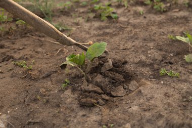 Güzel arka plan fotoğraf banliyö türü