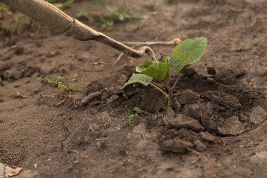 Güzel arka plan fotoğraf banliyö türü
