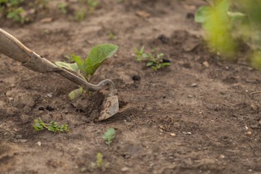 Güzel arka plan fotoğraf banliyö türü