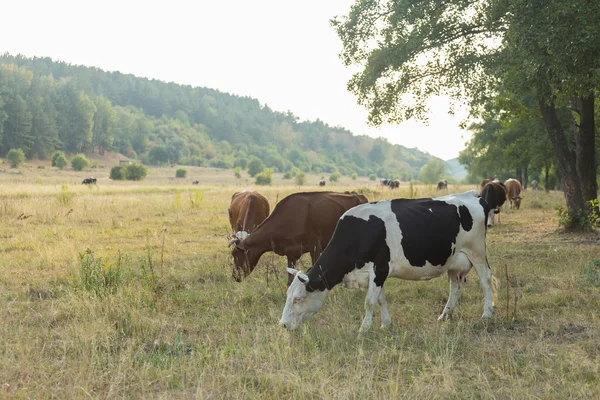 Kor betar på fältet — Stockfoto