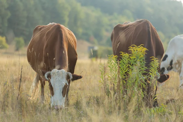 Les vaches paissent dans le champ — Photo