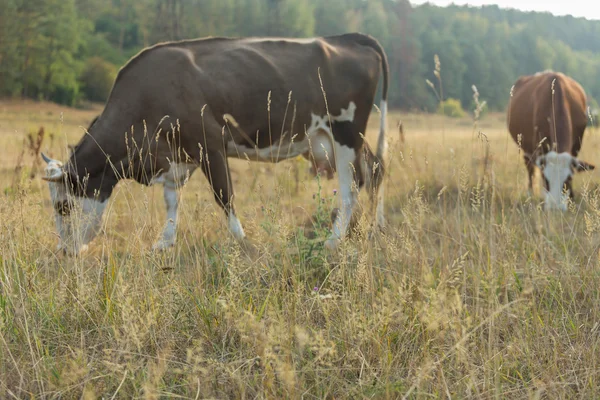 Αγελάδες βόσκουν στο χωράφι — Φωτογραφία Αρχείου