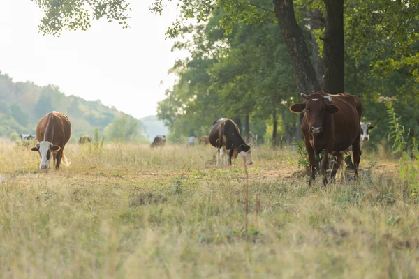 Vacas pastam no campo — Fotografia de Stock