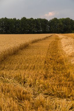 Hasattan önce güzel manzara fotoğraf buğday alanı