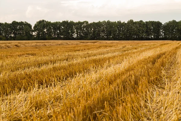 stock image Beautiful Landscape photo wheat field before the harvest