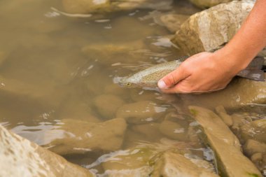 Yaz aylarında dağ nehir balıkçılık